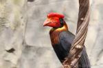 Northern rufous hornbill