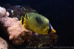 Latticed butterflyfish