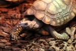 Yellow-footed tortoise