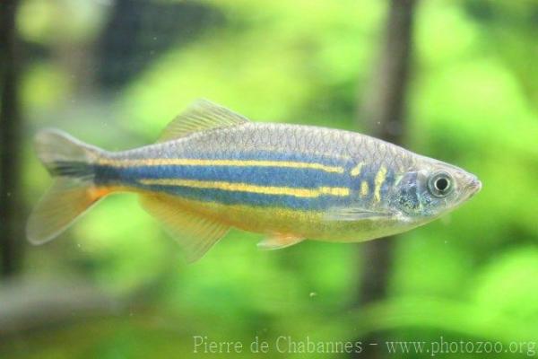 Malabar danio