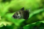 Black widow tetra