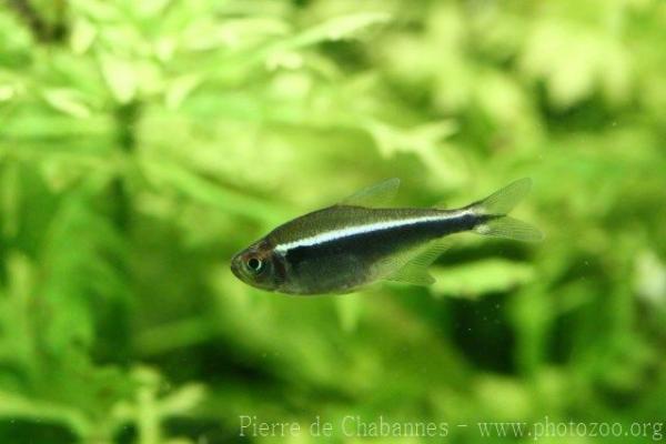 Black neon tetra