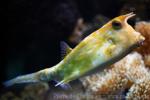 Longhorn cowfish