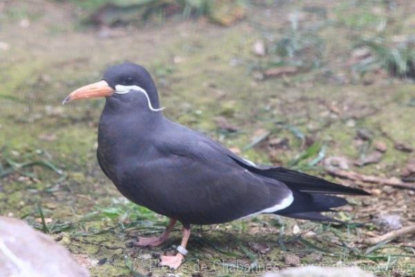 Inca tern