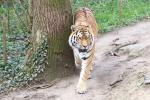 Mainland (Siberian) tiger