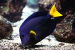 Yellowtail tang