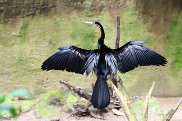 African darter