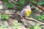 Lawrence's goldfinch