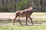 Roan antelope