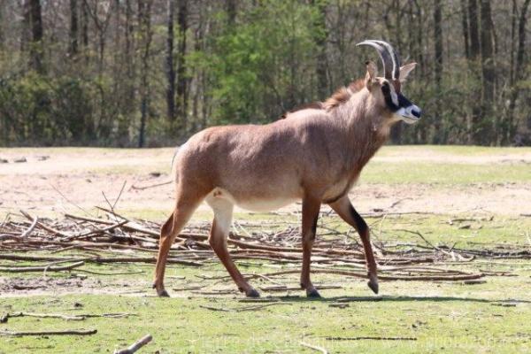 Roan antelope