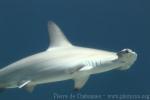 Scalloped hammerhead