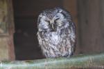 Boreal owl