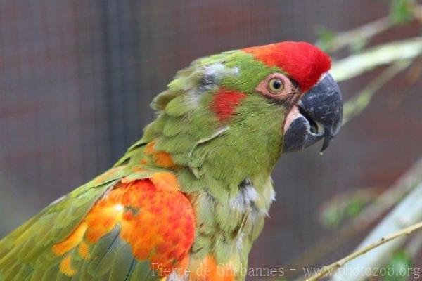 Red-fronted macaw