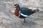 Red-breasted goose