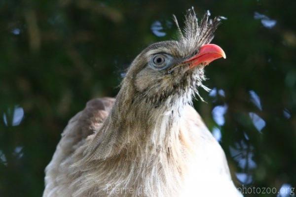 Red-legged seriema