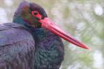 Black stork