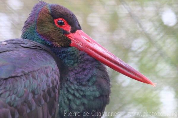 Black stork