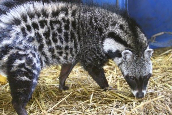 African civet