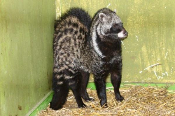 African civet