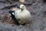 Pied imperial-pigeon