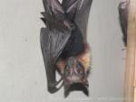 Indian flying fox *