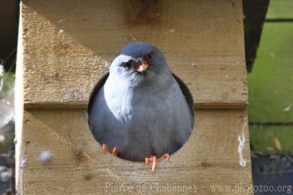 Red-footed falcon