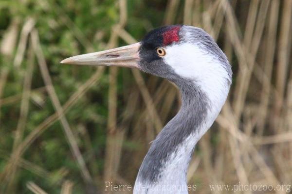 Western eurasian crane