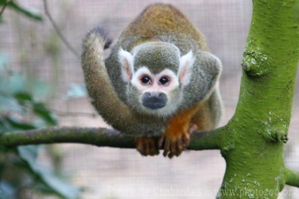 Guianan squirrel monkey