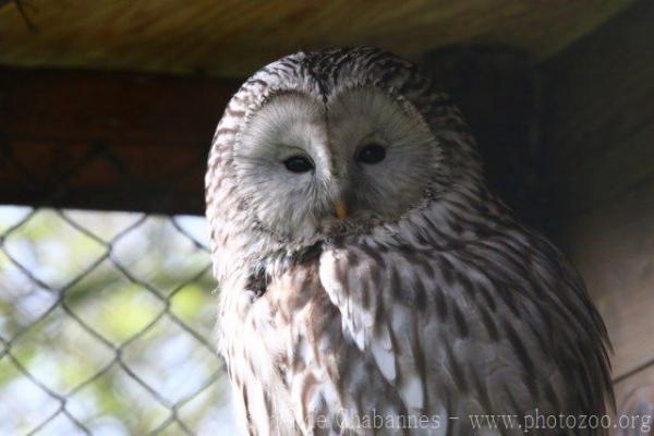 Ural owl