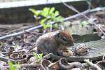 Swinhoe's striped squirrel