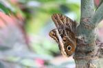 Yellow-edged giant owl