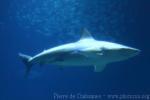 Blacktip shark