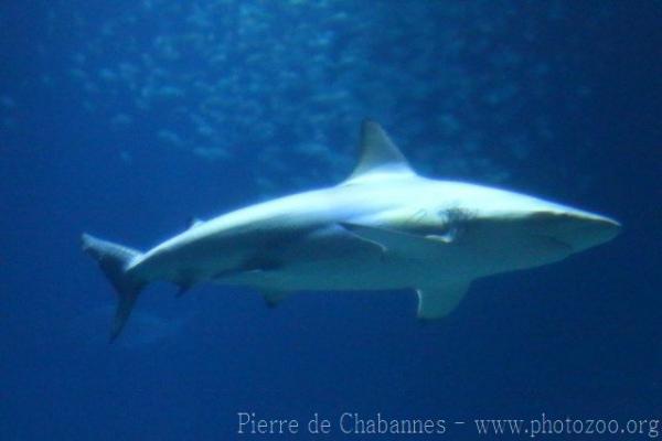 Blacktip shark