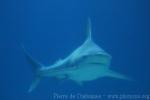 Sandbar shark