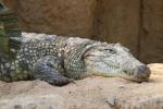 Nile crocodile