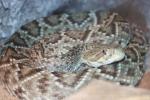 Mexican West-Coast rattlesnake