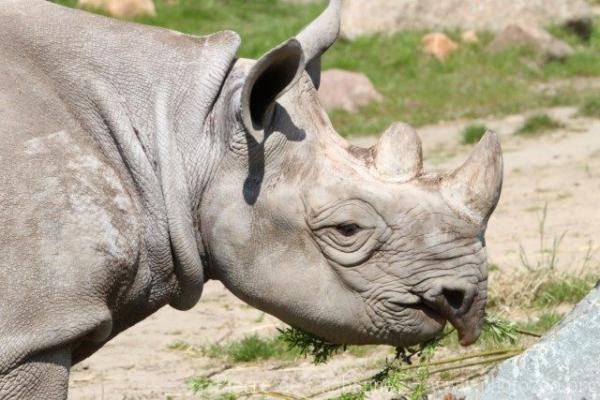 Eastern black rhinoceros