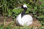 Red-crowned crane