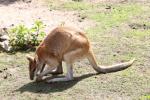 Agile wallaby *