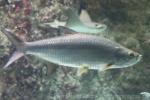 Atlantic tarpon