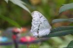 White morpho