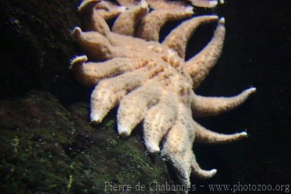 Sunflower seastar