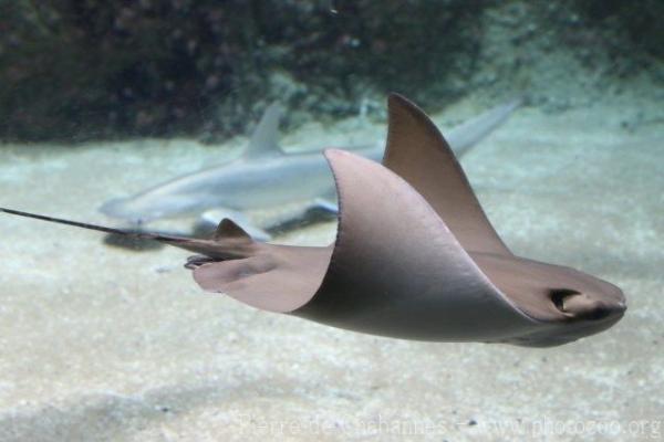 Cownose ray