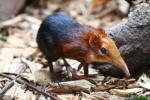 Black-and-rufous elephant shrew