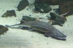 Shovelnose sturgeon