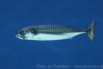 Atlantic mackerel