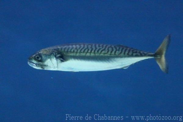 Atlantic mackerel