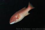 California sheephead