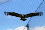 White-headed vulture