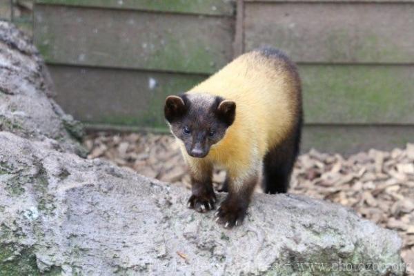 Yellow-throated marten